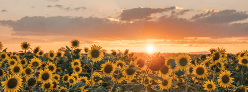Field of sunflowers with a sunset in the sky
