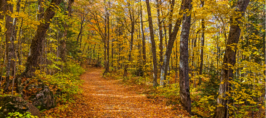 Michigan in fall