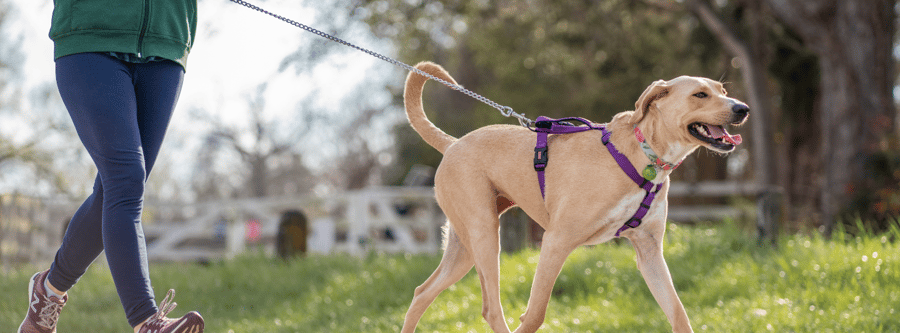 Traveling with Your Pet As A Travel allied healthcare professional
