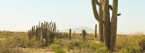 Desert with cactus and mountains in the background