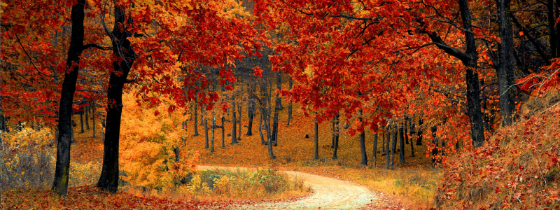 Fall trees along a winding trail