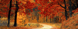 Fall trees along a winding trail