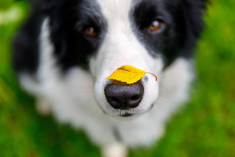 Life on the Road with Pets as a Travel Rad Tech
