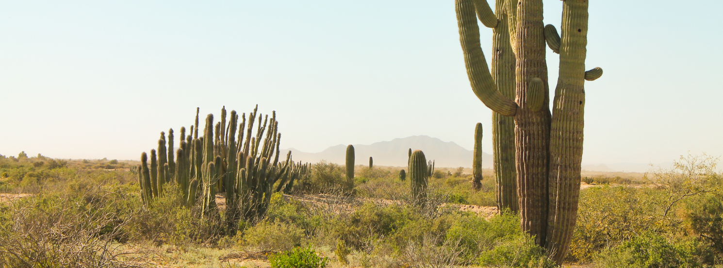 Desert with cactus and mountains in the background